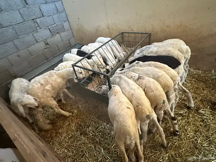 سواكن بيض تربيه 6