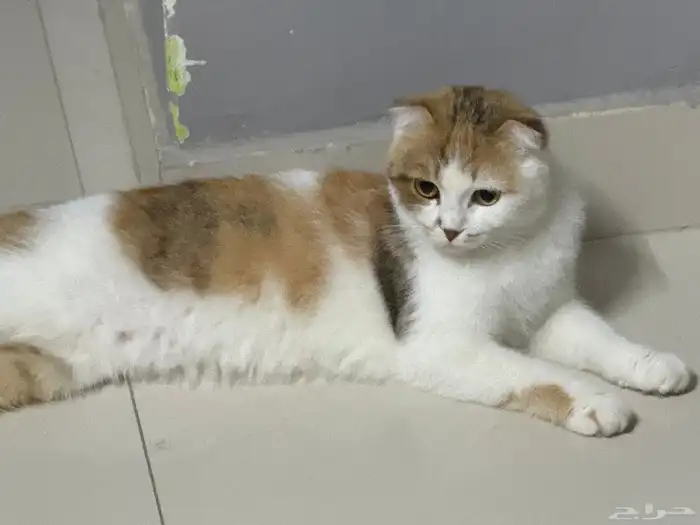 قطه سكواتش طالبه تزاوج 2