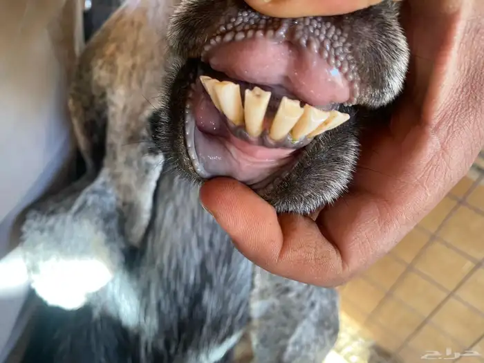 ماعز عارضيات 3 5