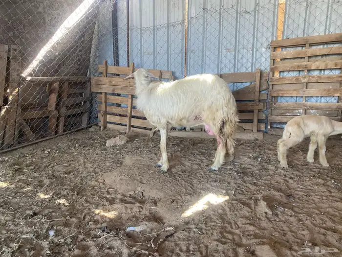 بكر صفراء ثنيه عليها خروف 2