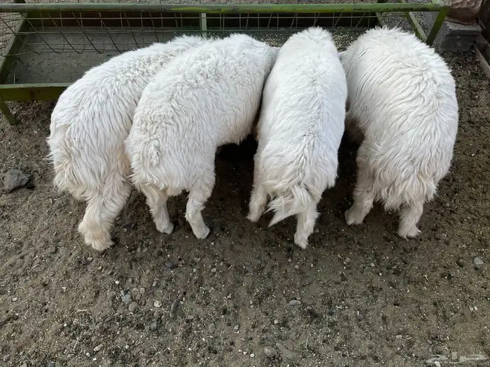 طليان حري للبيع 0