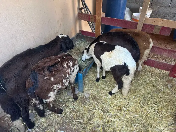 سواكن بيض تربيه 24