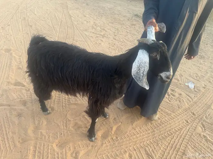 عنز عارضيه 2