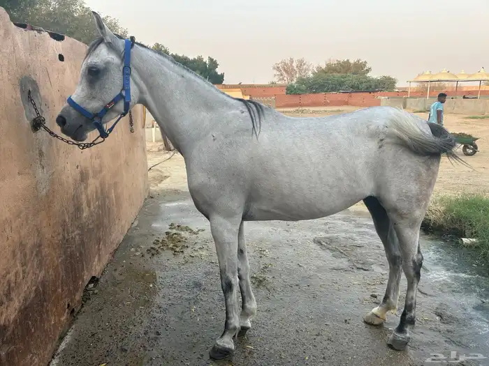 فرس مصرية للبيع 3