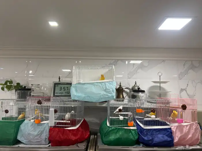 طيور كناري 2