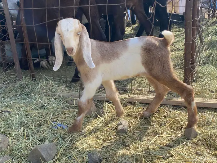 داغور تيس مشروع فحل يرضع من اي شاه شرط 4