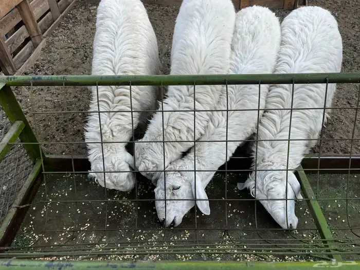 طليان حري للبيع 3