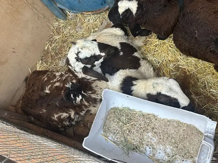 سواكن بيض تربيه 34