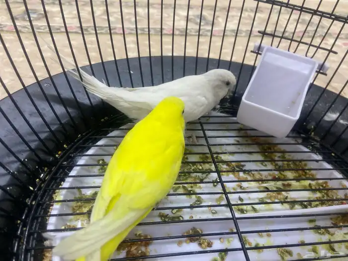 طيور للبيع مع القفص 200 3