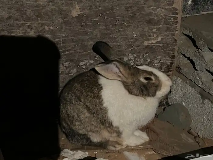 ارانب بلدي 6 1