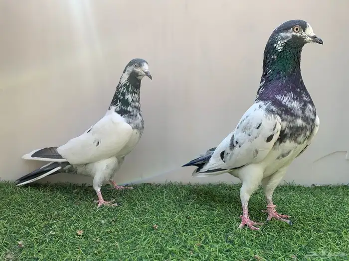 جوز تيدي .. 0