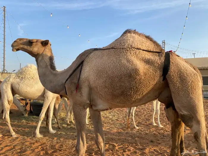 ضروبه للبيع كفو 1