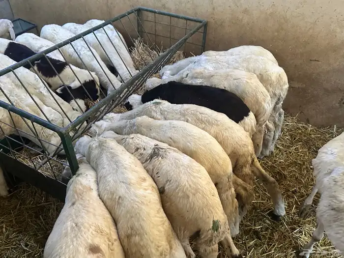 سواكن بيض تربيه 4