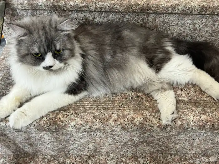 قطط للتبني 1