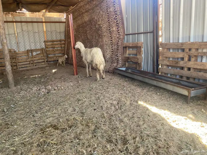 بكر صفراء ثنيه عليها خروف 3