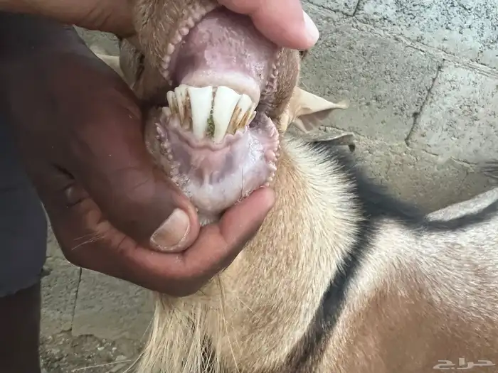 فحل السن سديس مشروط 1