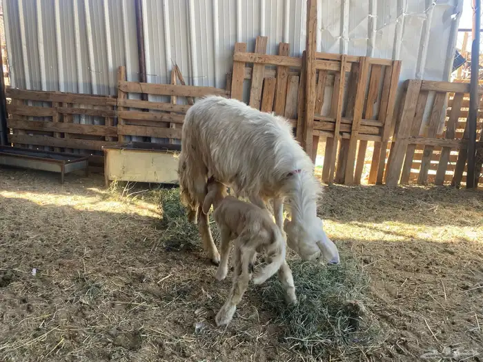 بكر صفراء ثنيه عليها خروف 0