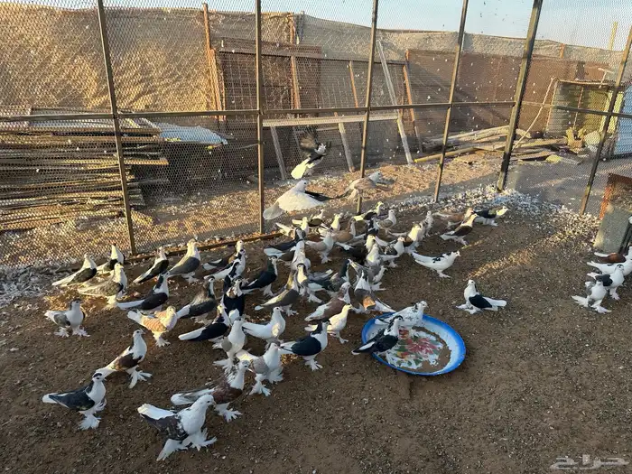 حمام للبيع 1