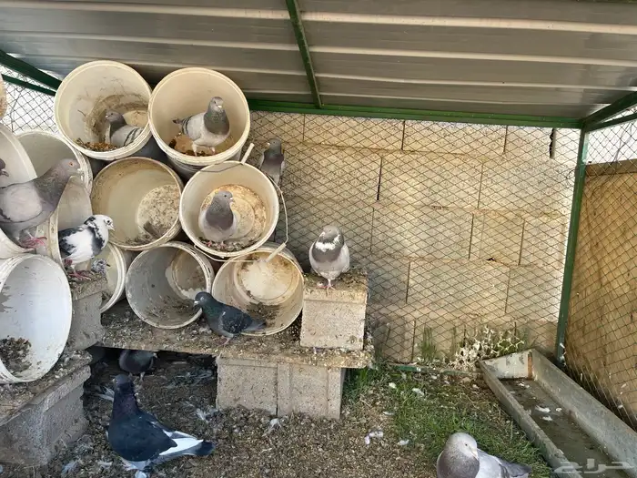 للبيع حمام معا شبك 3