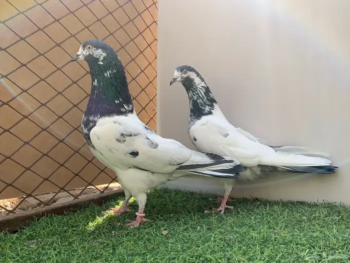 جوز تيدي .. 3