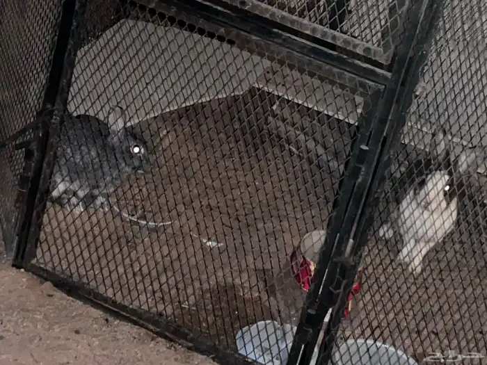 أرانب للبيع ذكر وانثى 1