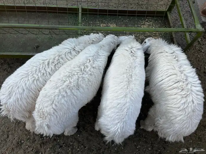 طليان حري للبيع 1