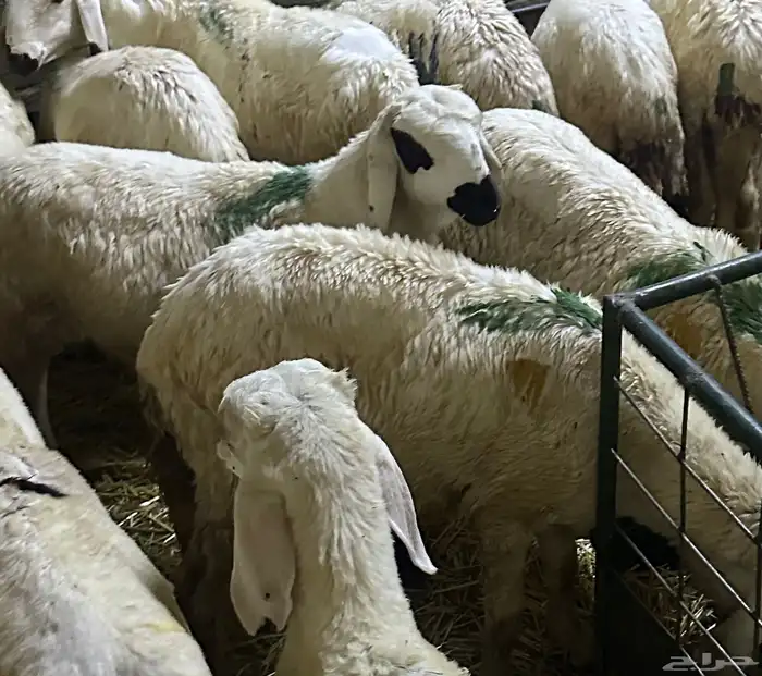 سواكن بيض تربيه 20