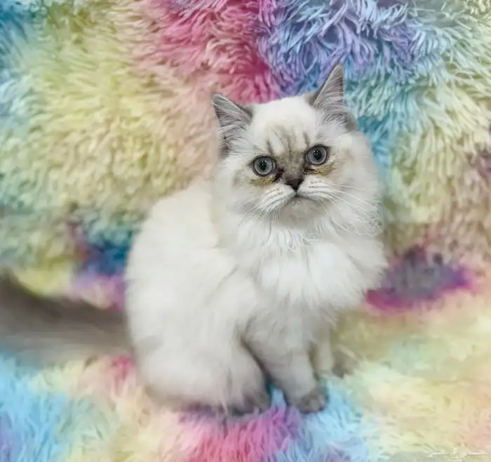 قطة انثى للبيع 1