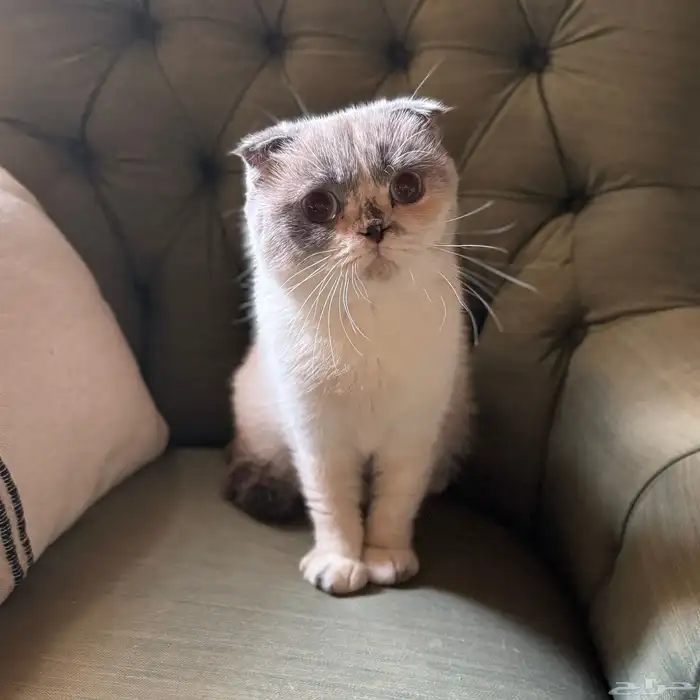 سكوتش فولد قزمة مميزة 0