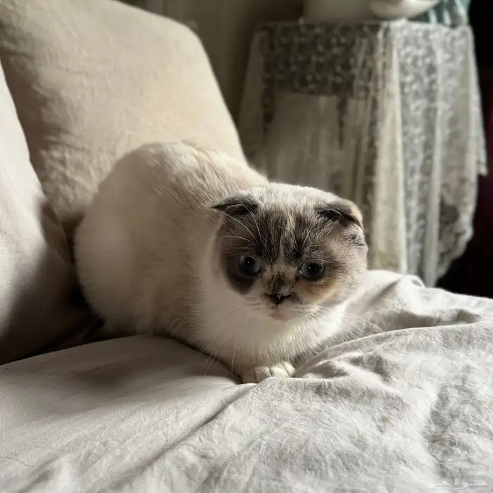 سكوتش فولد قزمة مميزة 2