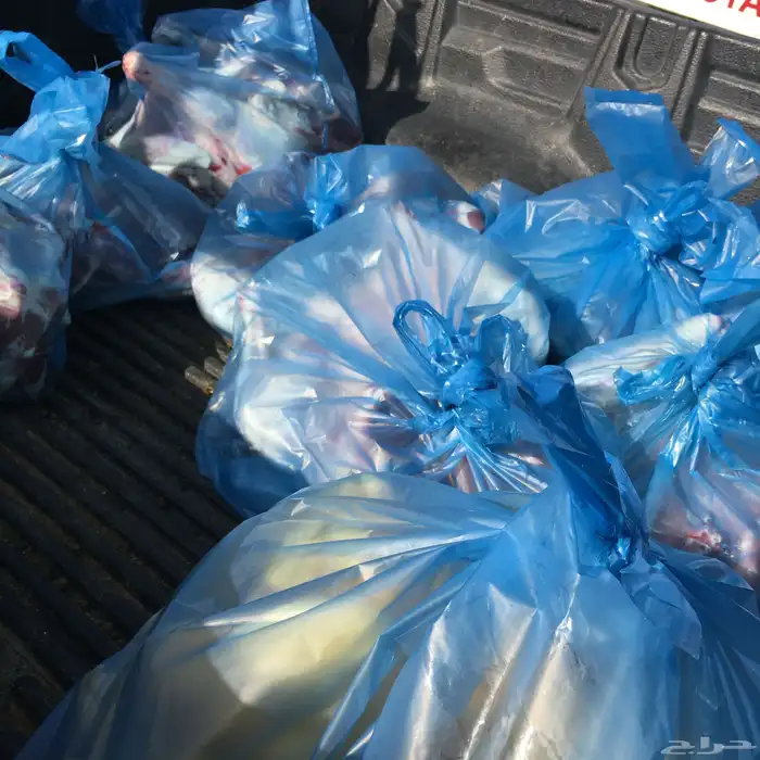 ذبايح الرس 4