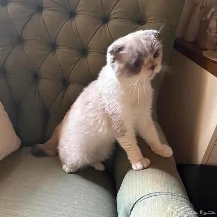 سكوتش فولد قزمة مميزة 1