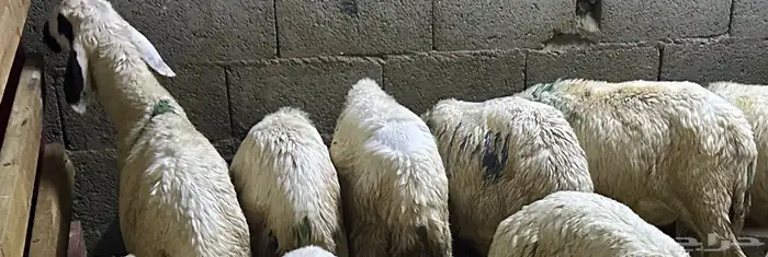 سواكن بيض تربيه 16