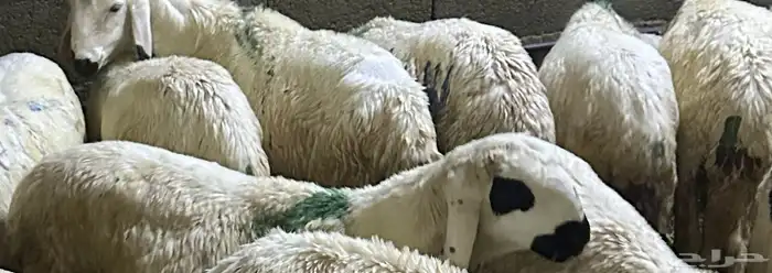 سواكن بيض تربيه 14