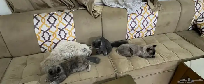 قطط للتبني مستعجل 1