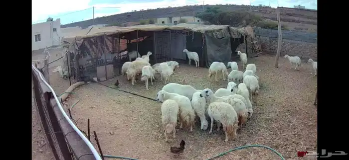 ضان حرش صغار سن كلها العداد 28 بالفحل الخد من 1700 0