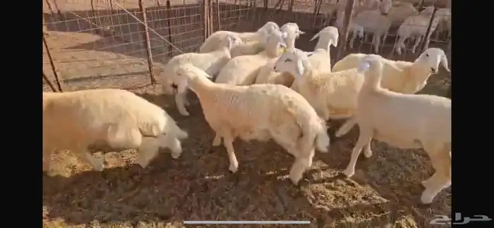 30 بهم طليان ورخال مراح واحد شعره وطرف 6