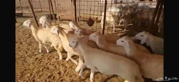 بهم حري مراح واحد إنتاج من حلالي شعره فاخره 3