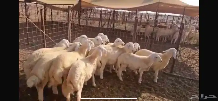 بهم حري مراح واحد إنتاج من حلالي شعره فاخره 1