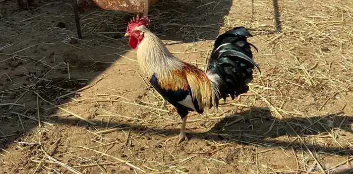 ديك بلدي فاخر 0