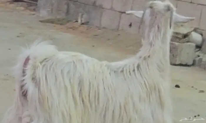 3 معزا مشاريك فواخر اشباب دفيع فوق 3 شهور متاومة فحص سونار 3