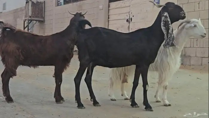 3 معزا مشاريك فواخر اشباب دفيع فوق 3 شهور متاومة فحص سونار 7