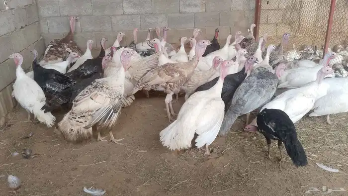 دجاج براهما دجاج رومي ارانب حمام سمك سلاحف سناجب وز عراقي 0