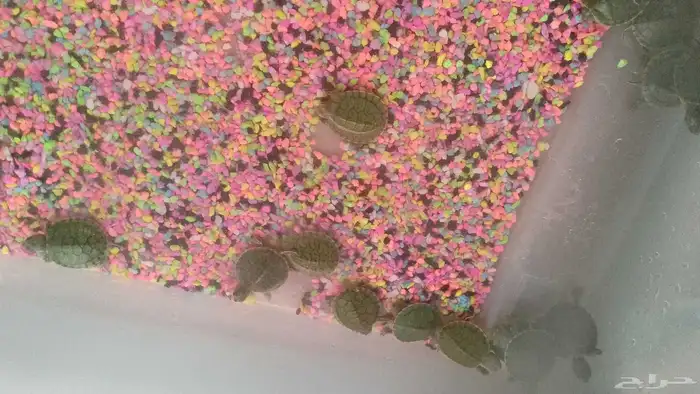 دجاج براهما دجاج رومي ارانب حمام سمك سلاحف سناجب وز عراقي 3