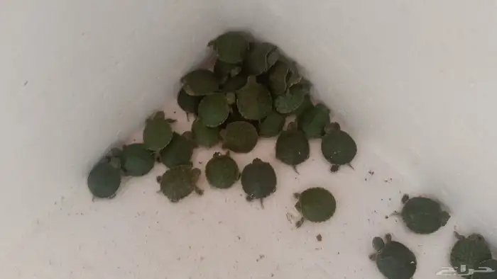 دجاج براهما دجاج رومي ارانب حمام سمك سلاحف سناجب وز عراقي 4