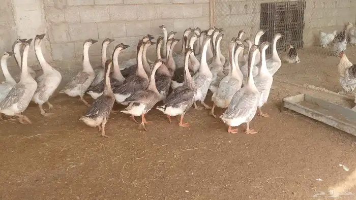 دجاج براهما دجاج رومي ارانب حمام سمك سلاحف سناجب وز عراقي 5