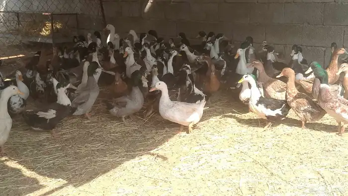 دجاج براهما دجاج رومي ارانب حمام سمك سلاحف سناجب وز عراقي 2