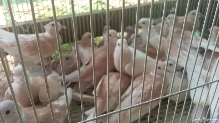 دجاج براهما دجاج رومي ارانب حمام سمك سلاحف سناجب وز عراقي 6