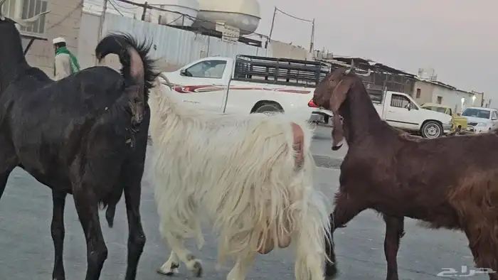 3 معزا مشاريك فواخر اشباب دفيع فوق 3 شهور متاومة فحص سونار 6