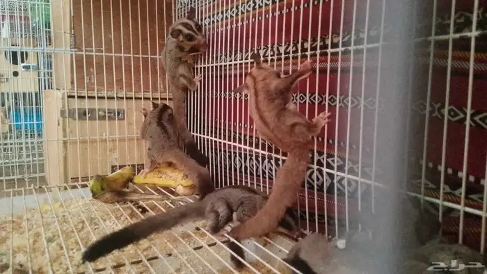 دجاج براهما دجاج رومي ارانب حمام سمك سلاحف سناجب وز عراقي 1